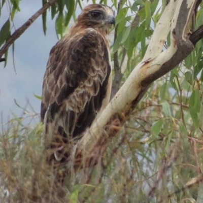 Hieraaetus morphnoides (Little Eagle) by roymcd