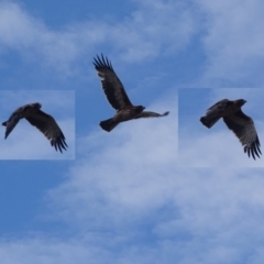 Hieraaetus morphnoides (Little Eagle) at Garran, ACT - 6 Mar 2019 by roymcd