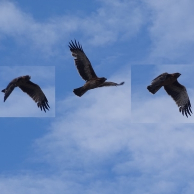 Hieraaetus morphnoides (Little Eagle) at Garran, ACT - 6 Mar 2019 by roymcd