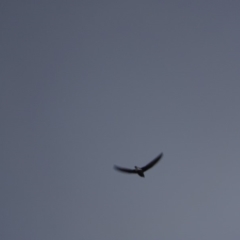 Hirundapus caudacutus (White-throated Needletail) at Red Hill Nature Reserve - 6 Mar 2019 by roymcd