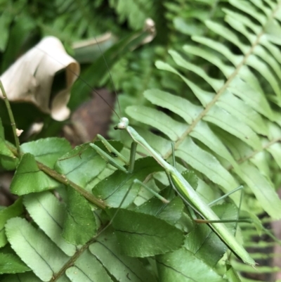 Pseudomantis albofimbriata (False garden mantis) at Bega, NSW - 6 Mar 2019 by JackieLambert