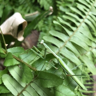 Pseudomantis albofimbriata (False garden mantis) at Bega, NSW - 6 Mar 2019 by Jackie Lambert