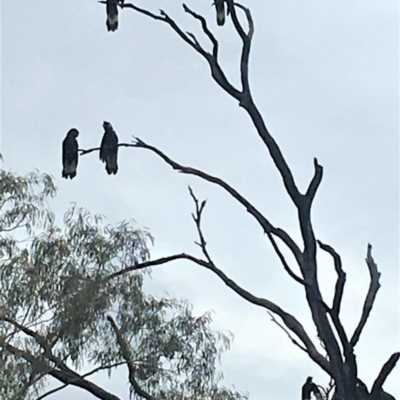 Zanda funerea (Yellow-tailed Black-Cockatoo) at Paddys River, ACT - 6 Mar 2019 by davobj