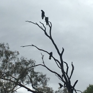 Zanda funerea at Paddys River, ACT - 6 Mar 2019 11:43 AM