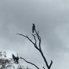 Zanda funerea at Paddys River, ACT - 6 Mar 2019 11:43 AM