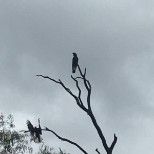 Zanda funerea at Paddys River, ACT - 6 Mar 2019 11:43 AM