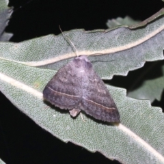 Pantydia capistrata (An Erebid moth) at Guerilla Bay, NSW - 26 Feb 2019 by jbromilow50