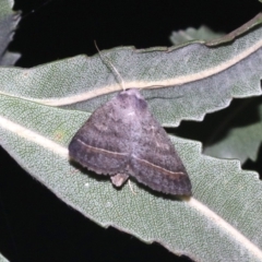 Pantydia capistrata (An Erebid moth) at Guerilla Bay, NSW - 26 Feb 2019 by jb2602