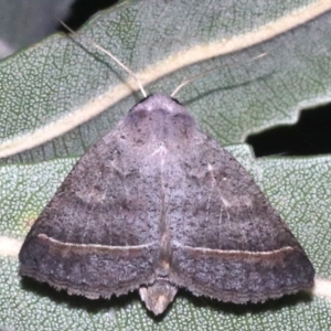 Pantydia capistrata at Guerilla Bay, NSW - 26 Feb 2019 09:16 PM