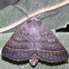 Pantydia capistrata at Guerilla Bay, NSW - 26 Feb 2019 09:16 PM