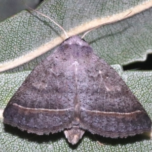 Pantydia capistrata at Guerilla Bay, NSW - 26 Feb 2019 09:16 PM