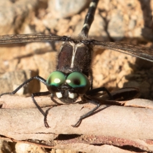 Eusynthemis guttata at Cotter River, ACT - 28 Feb 2019