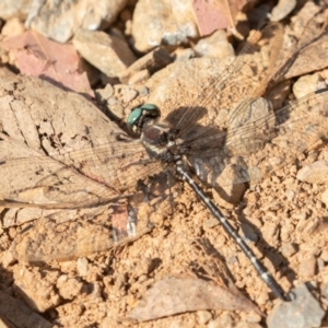 Eusynthemis guttata at Cotter River, ACT - 28 Feb 2019