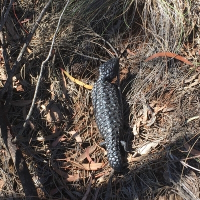 Tiliqua rugosa (Shingleback Lizard) at Mount Majura - 6 Mar 2019 by JaneR