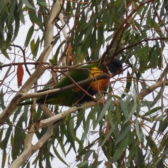 Trichoglossus moluccanus (Rainbow Lorikeet) at Kambah, ACT - 5 Mar 2019 by MatthewFrawley