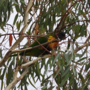 Trichoglossus moluccanus at Kambah, ACT - 5 Mar 2019 03:48 PM