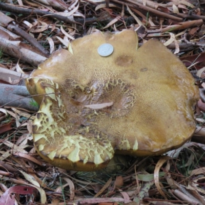 Phlebopus marginatus (Giant Bolete) at Namadgi National Park - 5 Mar 2019 by SandraH