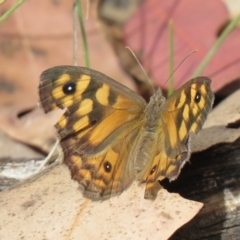 Geitoneura klugii (Marbled Xenica) at Namadgi National Park - 6 Mar 2019 by SandraH