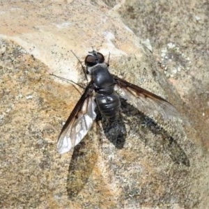 Thraxan sp. (genus) at Paddys River, ACT - 4 Mar 2019