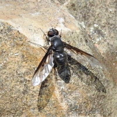 Thraxan sp. (genus) (A bee fly) at Tidbinbilla Nature Reserve - 4 Mar 2019 by JohnBundock
