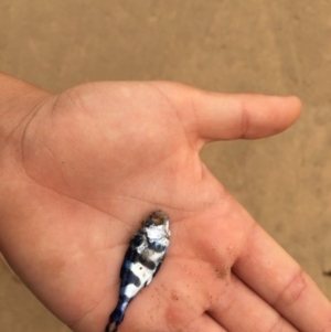 Nomeus gronovii at Tathra, NSW - 4 Mar 2019 04:29 PM