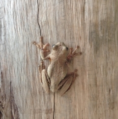 Litoria peronii (Peron's Tree Frog, Emerald Spotted Tree Frog) at Barragga Bay, NSW - 24 Mar 2016 by Jackie Lambert