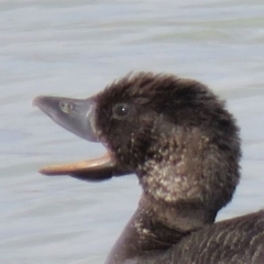 Biziura lobata (Musk Duck) at Coombs Ponds - 5 Mar 2019 by KumikoCallaway
