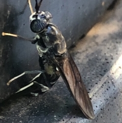 Hermetia illucens (American Soldier Fly) at Monash, ACT - 6 Mar 2019 by jackQ