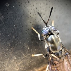 Hermetia illucens at Monash, ACT - 6 Mar 2019 04:57 PM