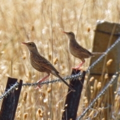 Cincloramphus cruralis (Brown Songlark) at Wallaroo, NSW - 4 Feb 2019 by RodDeb