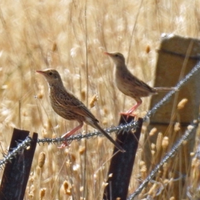 Cincloramphus cruralis (Brown Songlark) at Wallaroo, NSW - 4 Feb 2019 by RodDeb