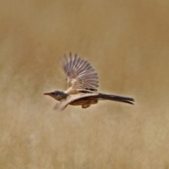 Cincloramphus cruralis at Wallaroo, NSW - 4 Feb 2019 09:49 AM