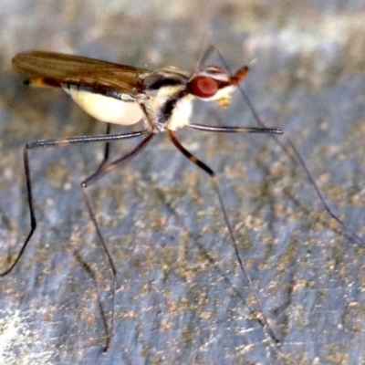 Derocephalus angusticollis (Banana Stalk Fly) at Rosedale, NSW - 28 Feb 2019 by jb2602