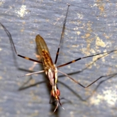 Derocephalus angusticollis at Rosedale, NSW - 28 Feb 2019 11:52 AM