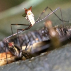 Derocephalus angusticollis at Rosedale, NSW - 28 Feb 2019 11:52 AM