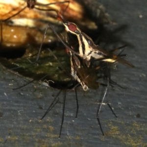 Derocephalus angusticollis at Rosedale, NSW - 28 Feb 2019 11:52 AM