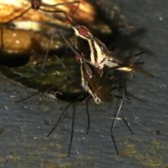 Derocephalus angusticollis at Rosedale, NSW - 28 Feb 2019