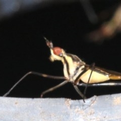 Derocephalus angusticollis at Rosedale, NSW - 28 Feb 2019 11:52 AM