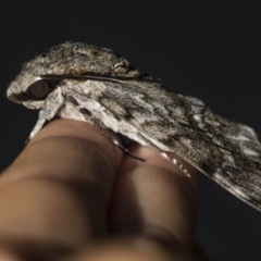 Psilogramma casuarinae (Privet Hawk Moth) at Higgins, ACT - 6 Mar 2019 by AlisonMilton