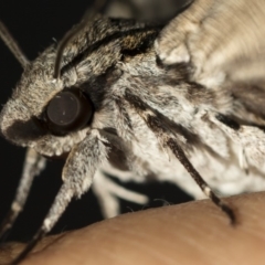 Psilogramma casuarinae at Higgins, ACT - 6 Mar 2019