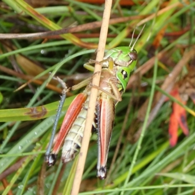 Praxibulus sp. (genus) (A grasshopper) at Tinderry, NSW - 6 Mar 2019 by JanetRussell