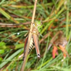 Praxibulus sp. (genus) at Tinderry, NSW - 6 Mar 2019
