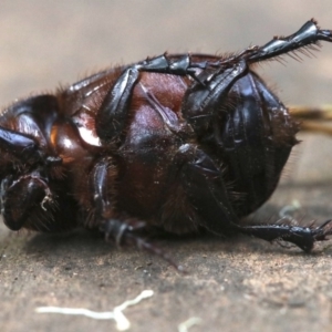 Dasygnathus sp. (genus) at Rosedale, NSW - 28 Feb 2019 10:35 AM