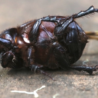 Dasygnathus sp. (genus) (Rhinoceros beetle) at Rosedale, NSW - 27 Feb 2019 by jbromilow50