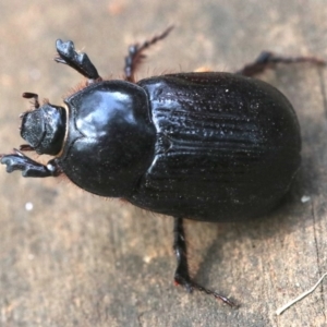 Dasygnathus sp. (genus) at Rosedale, NSW - 28 Feb 2019 10:35 AM