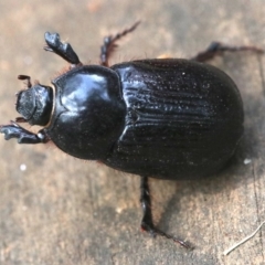 Dasygnathus sp. (genus) at Rosedale, NSW - 28 Feb 2019