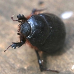 Dasygnathus sp. (genus) at Rosedale, NSW - 28 Feb 2019 10:35 AM