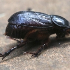 Dasygnathus sp. (genus) at Rosedale, NSW - 28 Feb 2019 10:35 AM