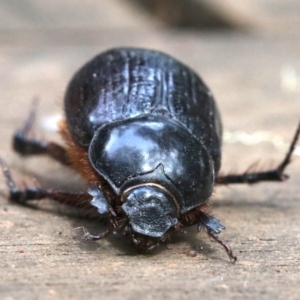 Dasygnathus sp. (genus) at Rosedale, NSW - 28 Feb 2019 10:35 AM