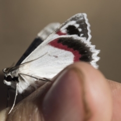 Crypsiphona ocultaria (Red-lined Looper Moth) at Higgins, ACT - 6 Mar 2019 by Alison Milton